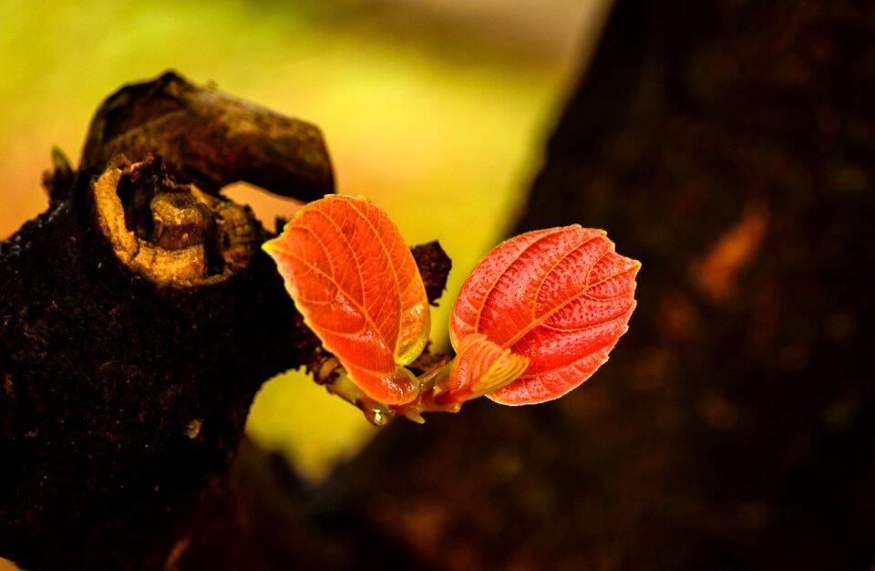 Forest autumn wood