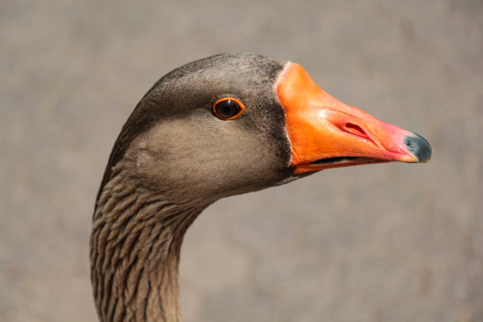 Bill animal portrait eyes