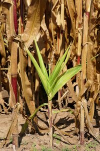 Nature agriculture fodder maize photo