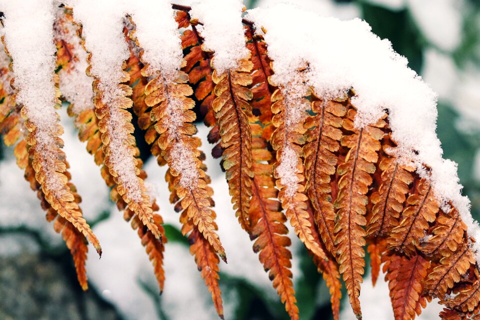 Fern leaves withers winter
