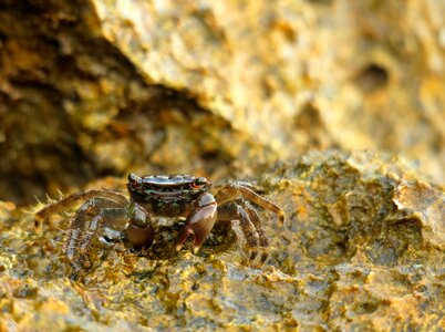 Meeresbewohner crustaceans crab