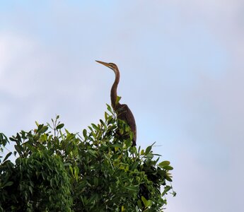 Wild wildlife natural