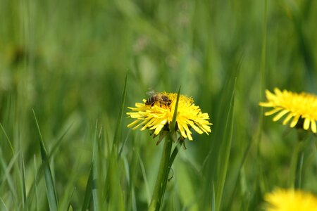 Flower pollen nature