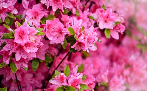 Nature bloom pink photo