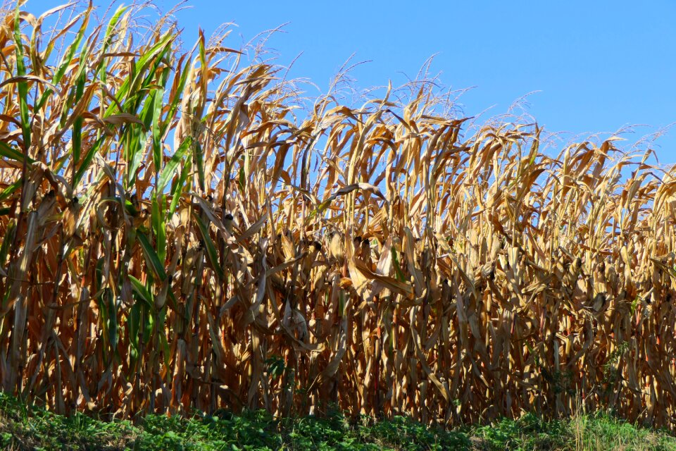 Fodder maize nature food