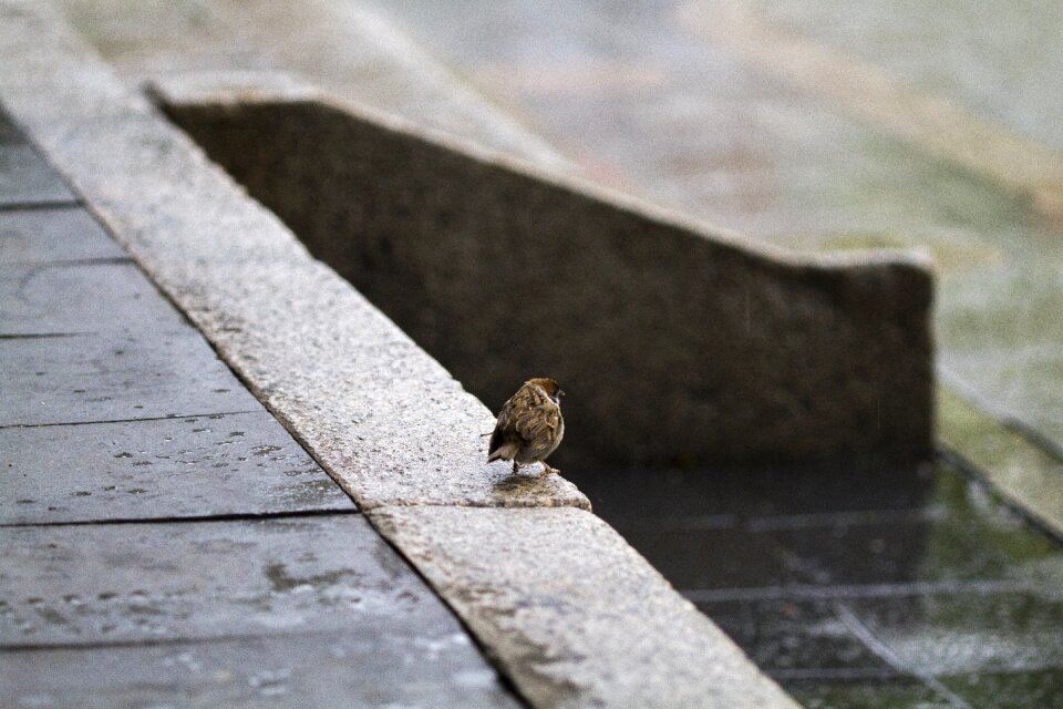 Wildlife birds the city of fort