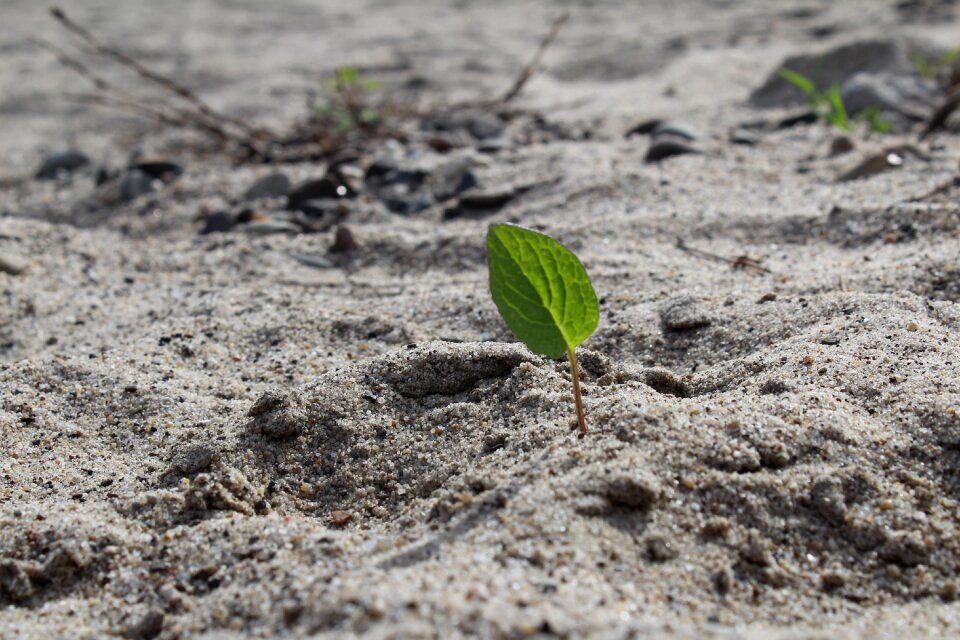 Nature sand the background
