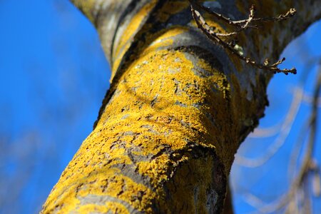 Yellow symbiosis composite organism