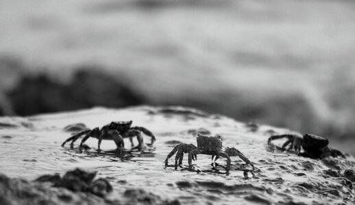 Meeresbewohner crustaceans crab