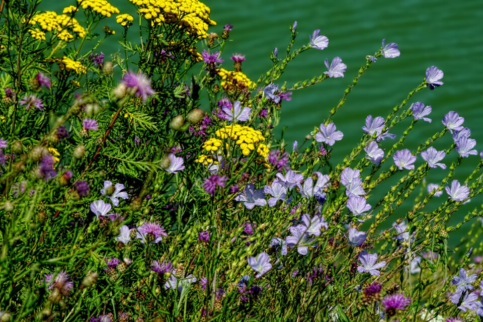 Water blossom bloom