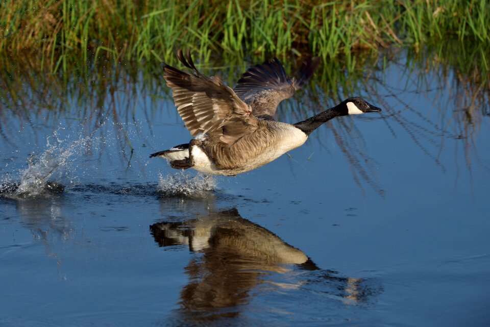 Body of water mare goose