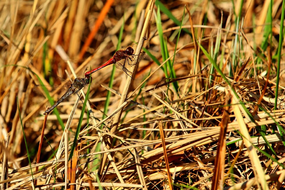 Nature insect animal world