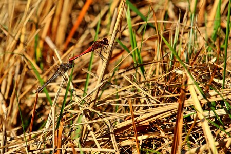 Nature insect animal world