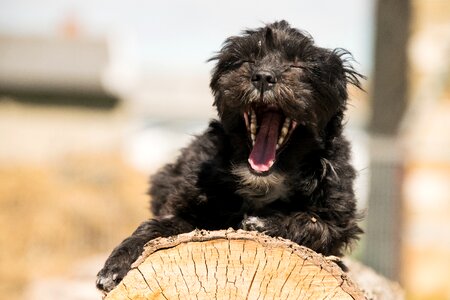 Dog portrait hybrid