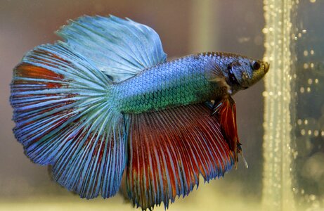Fish veils betta