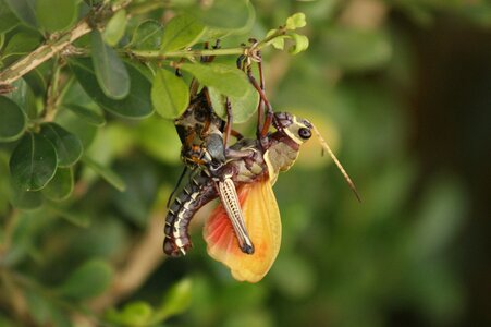 Animals insects grasshopper photo