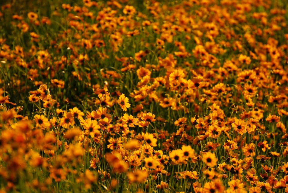 Flowers nature landscape
