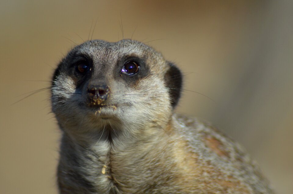 Sweet cute zoo
