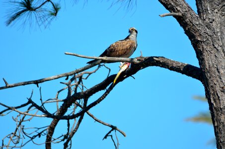 Animal wild osprey