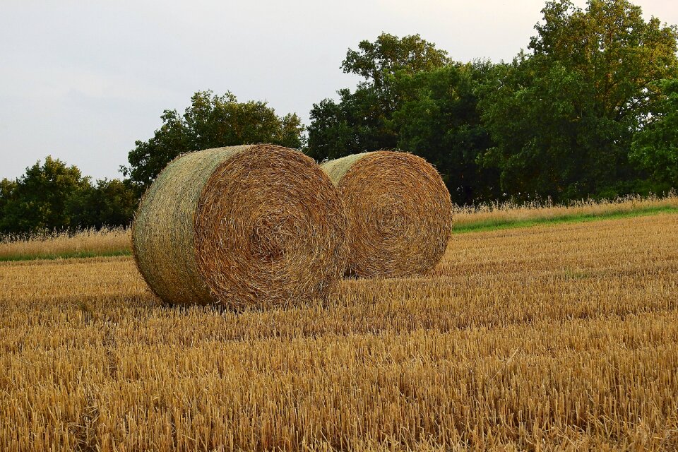 Stubble agriculture summer