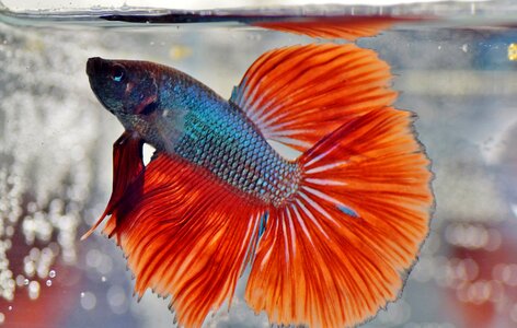 Fish veils betta