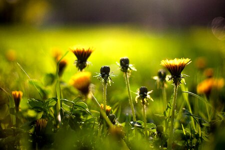 Meadow dandelion morning photo