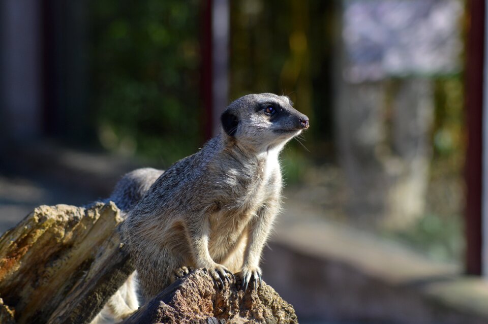 Nature zoo mammal