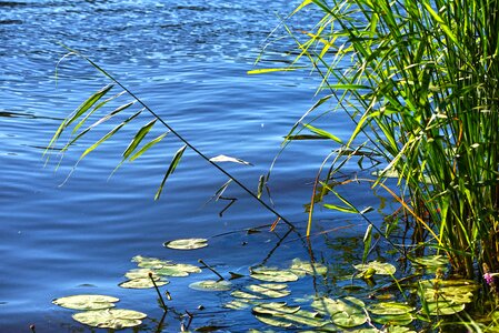 Lily pads plants aquatic plants photo