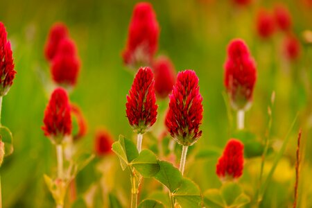 Meadow clover flower red photo