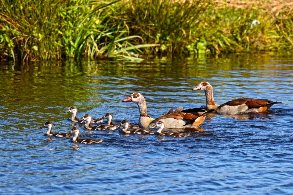 Water fowl animal water