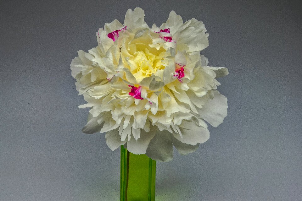Bloom plant spring