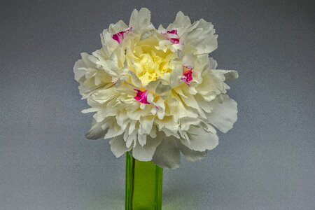 Bloom plant spring