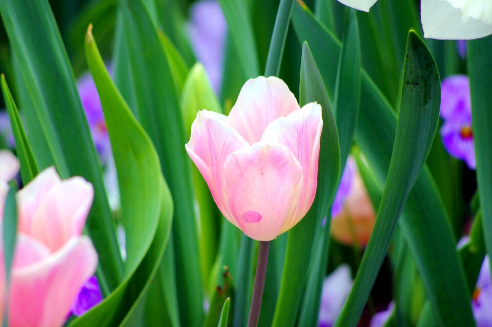 Dallas botanical gardens texas