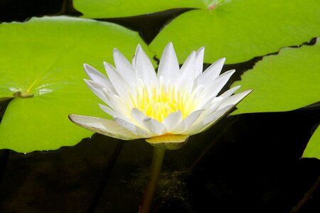 Lotus lotus white flower photo