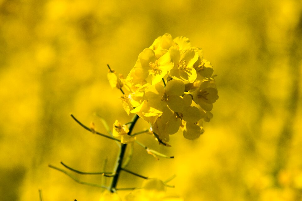 Leaf field oilseed rape
