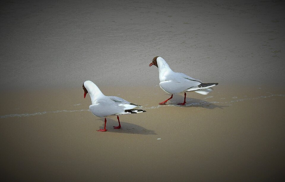 The baltic sea sea beach