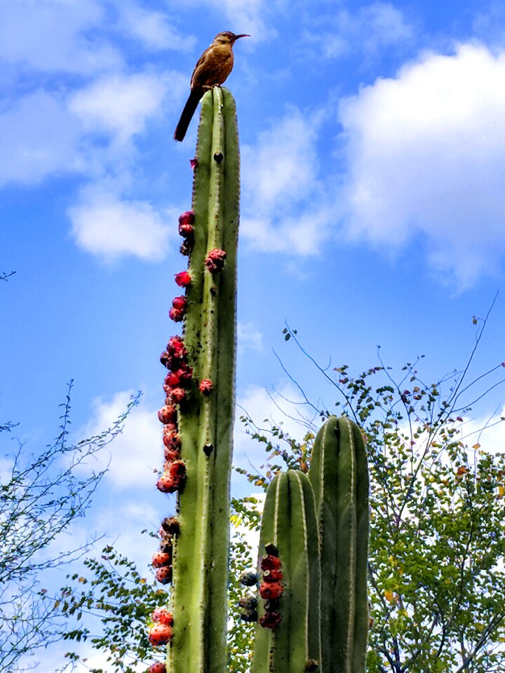 Blue sky desert botanical gardens botany