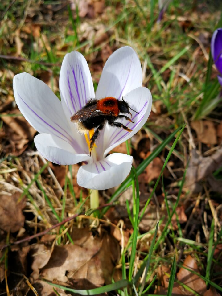 Flower spring nature