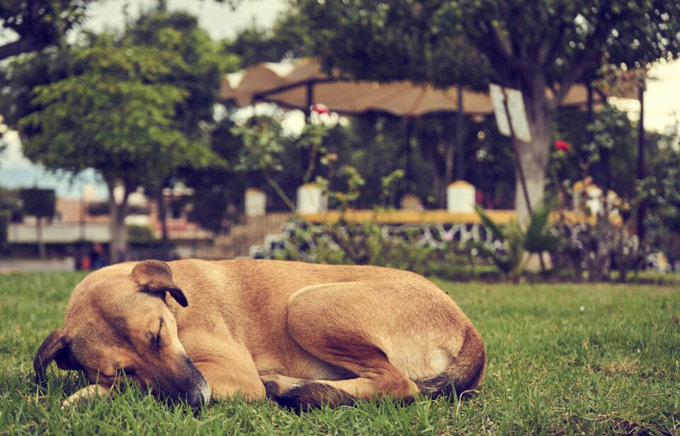 Animals pet naps photo