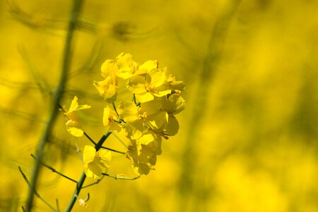Agriculture field oilseed rape