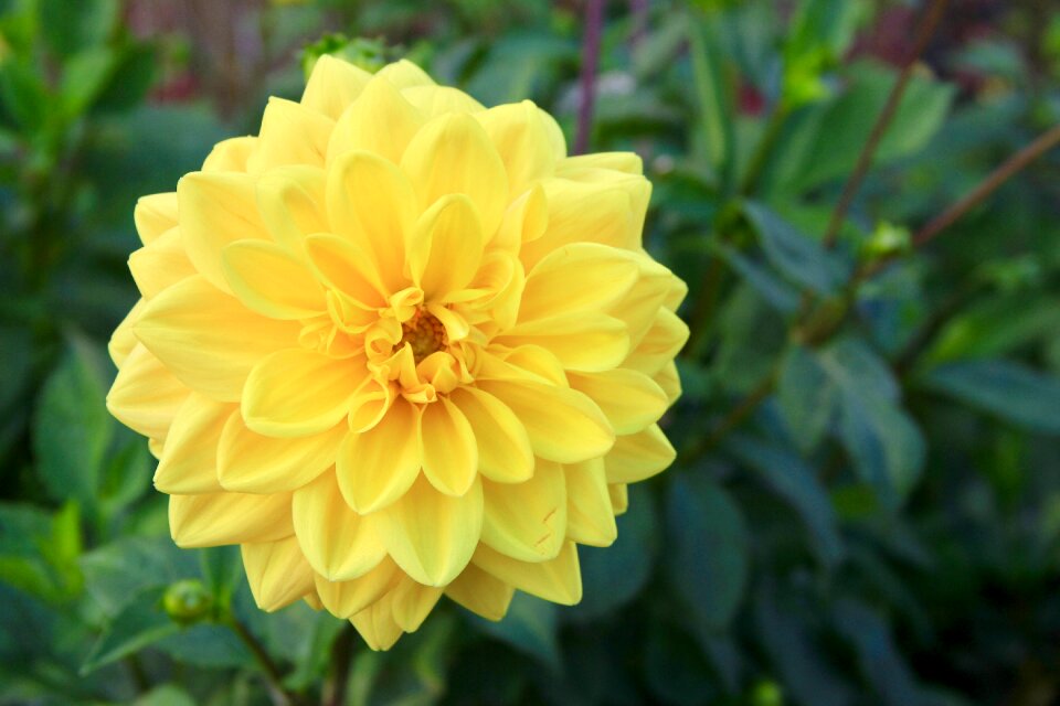 Yellow flower flora