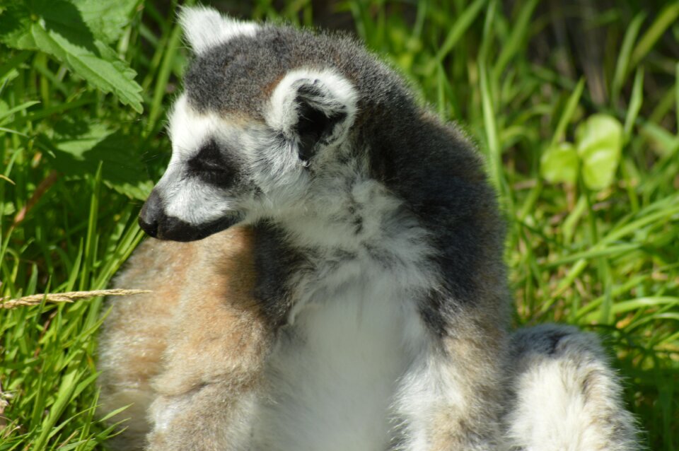 Zoo animal madagascar