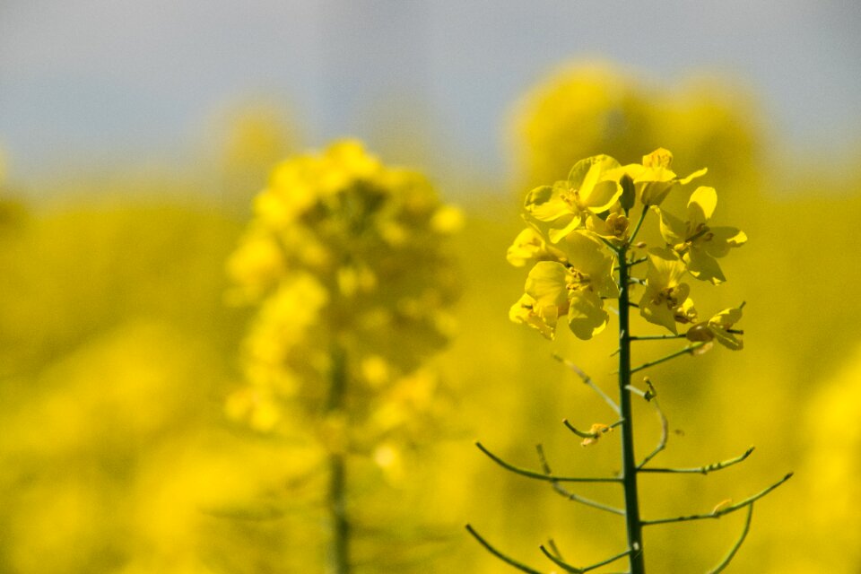 Field summer oilseed rape