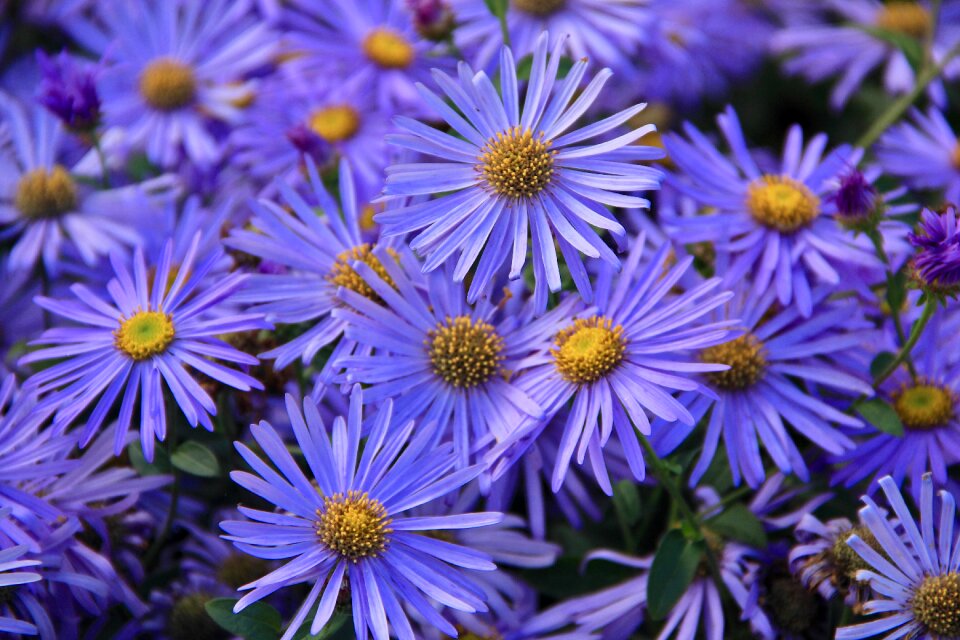 Wildflowers summer flora