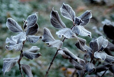 Winter cold frozen
