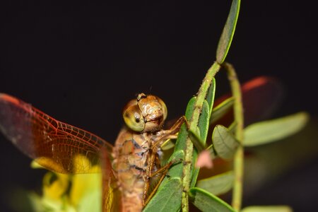 Close up eye wildlife