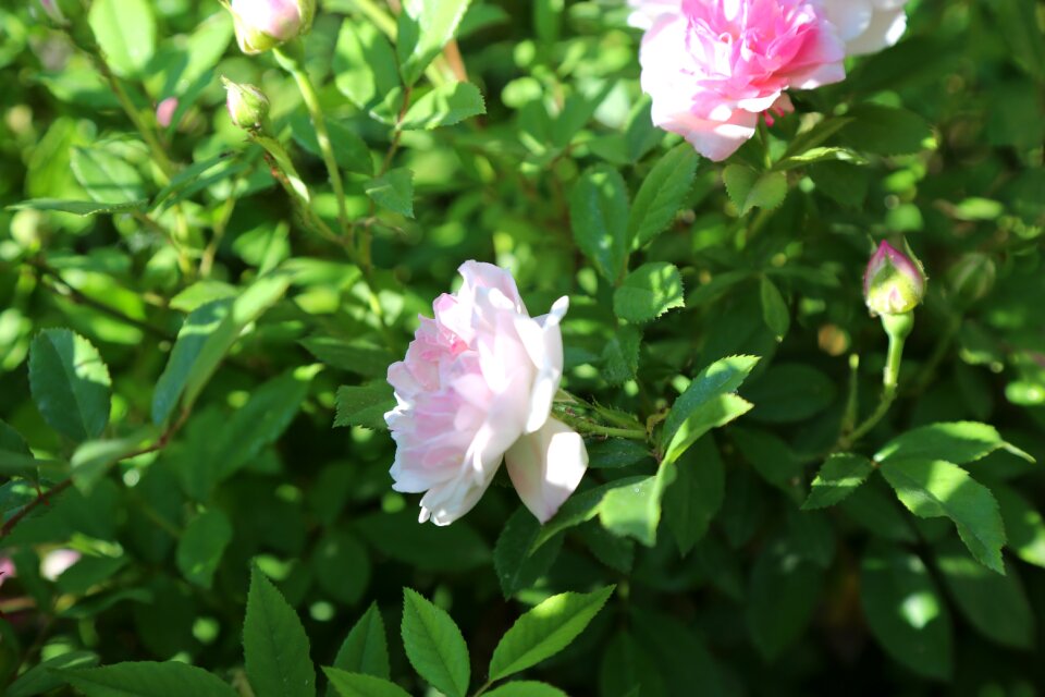 Plant nature leaves