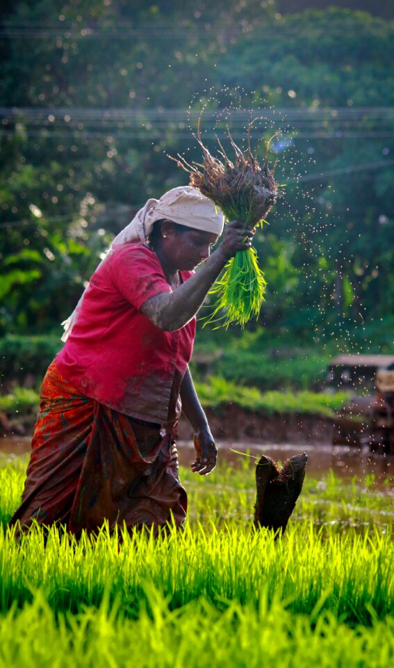 India green farmland