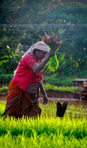 India green farmland photo