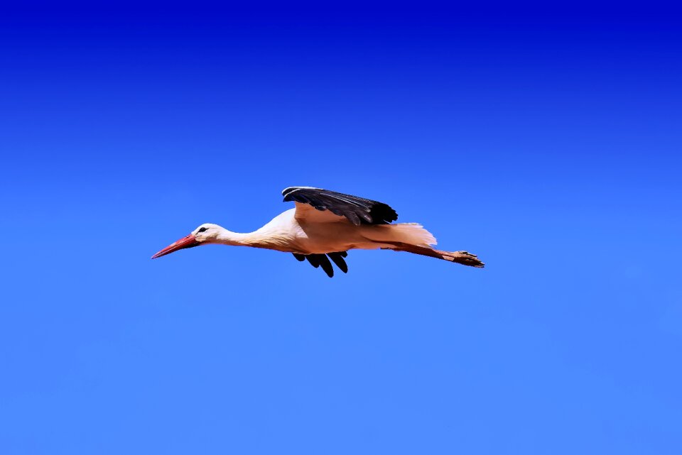 Birds plumage nature